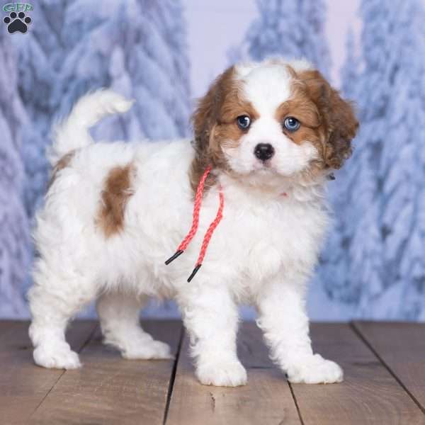 Benji, Cavachon Puppy